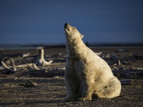 A polar bear in Kaktovik, Alaska, Sept. 11, 2016