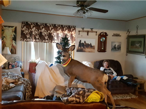 Faline, a mule deer, sleeps on a rug inside the Mcgaughey residence in Ulysses, Kansas.