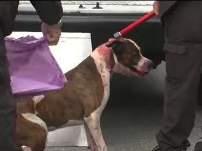 The bloodied pitbull mix Scarface is captured by animal control officers in Tampa, Florida, on Friday.