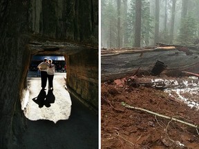 Left, the iconic "Pioneer's Cabin Tree" in Calaveras Big Trees Park in happier times when it attracted thousands of tourists a year. Right, the fallen "tunnel tree" after a storm in Northern California felled it.