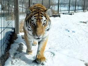 A file photo of a tiger in a zoo