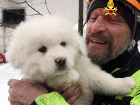 A firefighter holds one of the three puppies that were found alive in the rubble of the avalanche-hit Hotel Rigopiano, near Farindola, central Italy, Monday, Jan. 22, 2017.