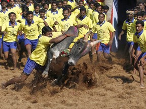 In this Jan. 15, 2013 file photo, Bull tamers try to control a bull during Jallikattu, in Palamedu, Chennai, India