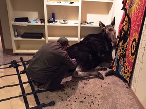 An Idaho Department of Fish and Game worker prepares a sedated moose to be removed from a Hailey,Idaho basement.