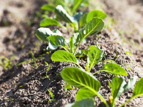 'In order to turn it into a reality, we have to throw away our antiquated notions and false stereotypes about organic farming, and consider it a legitimate means of feeding the world.'