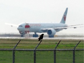 A crow sits on a fence at Vancouver International Airport with an Air Canada jet in the background in Richmond,  BC. April 21, 2009.