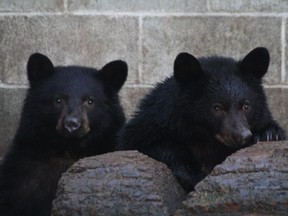 Jordan and Athena, rescued bear cubs at about five months old, they are 10 months old in this photo. Now, over a year old, they are expected to be hibernating somewhere on Vancouver island after they were spared execution by a conservation officer who refused to put them down.