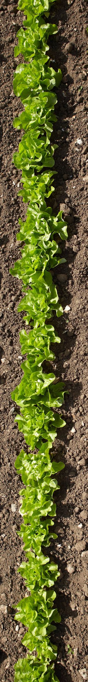 Aerial view of rows of plants