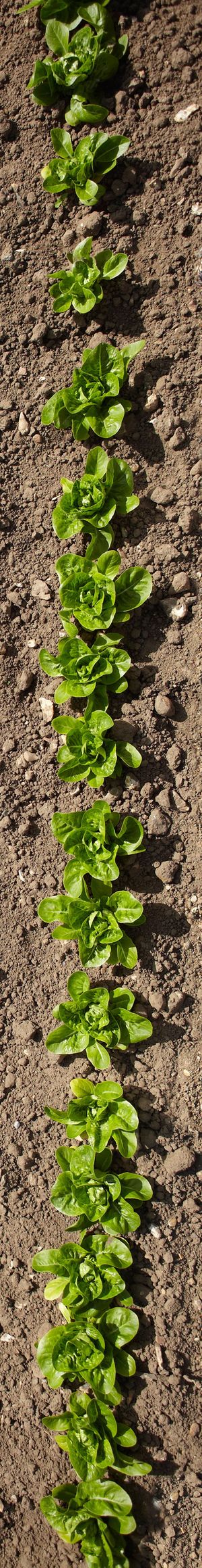 Aerial view of rows of plants