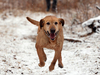 Cadaver dog Sully was used during the investigation of Douglas Garland, who is on trial for killing five-year-old Nathan O'Brien and his grandparents, Alvin and Kathy Liknes.