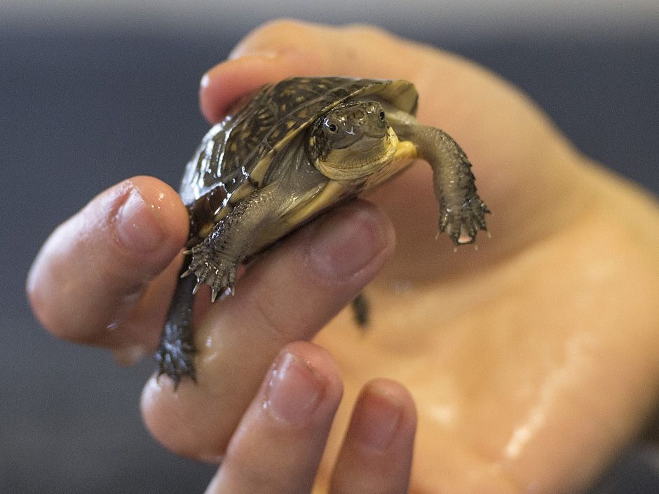 Toronto Zoo  Adopt A Pond - Species Guides