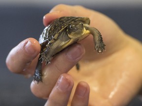 A baby blanding turtle is held by Leanne Collett, Adopt-A-Pond Coordinator at Toronto Zoo