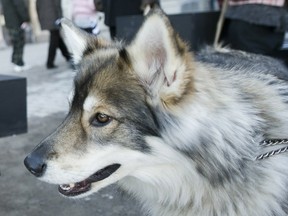 A wolfdog is seen in central Stockholm