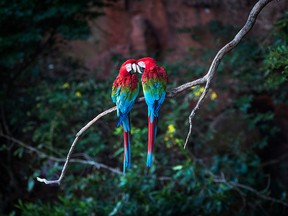 Macaws are a frequent sight in Bonito's Buraco das Araras.
