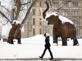 A woman walks past the Woolly Mammoths outside the Museum of Nature in Ottawa