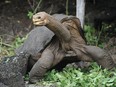 Lonesome George, the last known individual of the Pinta Island Tortoise, subspecies Geochelone nigra abingdoni, walks around Galapagos National Park's breeding center in Puerto Ayora, Santa Cruz island, in the Galapagos Archipelago, on April 19, 2012.