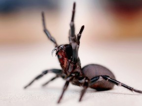 A Funnel Web spider is pictured at the Australian Reptile Park January 23, 2006 in Sydney, Australia. The Funnel Web is one of Australia's deadliest animals, with a venom that is packed with at least 40 different toxic proteins.