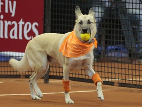 A dog picks up a tennis ball during the Brazil Open tournament in Sao Paulo, Brazil, Thursday Feb. 25, 2016