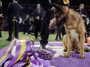 Rumour was crowned America’s top dog Tuesday night when, a year after a near miss on the very same green carpet, she came out of retirement to win best in show at the Westminster Kennel Club.