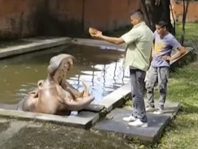 In this frame grab from video taken on March 10, 2014 and released by El Salvador's Canal 9, a hippopotamus named Gustavito is fed at the San Salvador Zoo in El Salvador