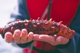 Giant red sea cucumber from a B.C. fishery is now recommended by the Vancouver Aquarium's national sustainable seafood program.