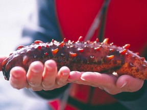 Giant red sea cucumber from a B.C. fishery is now recommended by the Vancouver Aquarium's national sustainable seafood program.