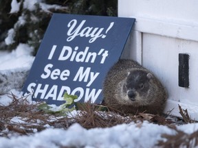 Shubenacadie Sam predicts an early Spring after emerging from his burrow at the wildlife park in Shubenacadie, N.S. on Thursday, Feb. 2, 2017