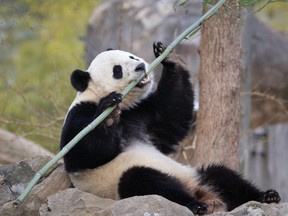Bao Bao, the beloved 3-year-old panda at the National Zoo in Washington, enjoys a final morning in her bamboo-filled habitat.