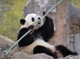 Bao Bao, the beloved 3-year-old panda at the National Zoo in Washington, enjoys a final morning in her bamboo-filled habitat.