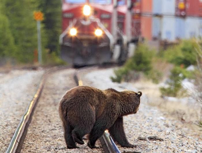 Why trains run down grizzlies: 'After six years of study, Parks Canada,  Canadian Pacific blame the bears' | National Post