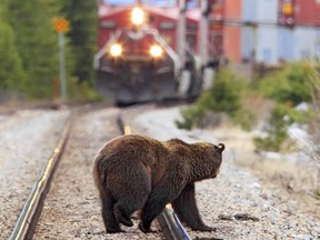 Grizzlies on railway tracks in Banff National Park.