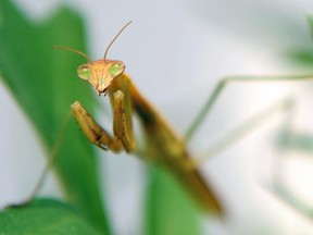 Until relatively recently, the party line among scientists was that cannibalism occurred in only a few species in the wild, like black widow spiders and praying mantises.