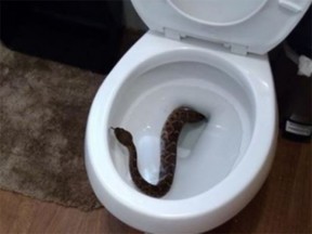 A Texas boy found this rattlesnake in his toilet.