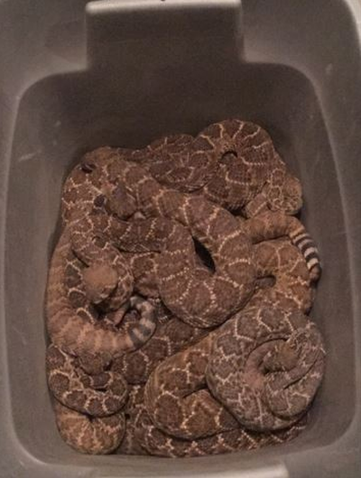 87 snakes — and a Texan — in a tub!