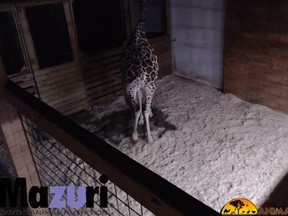 A still from Animal Adventure Park's live feed from its giraffe pen.