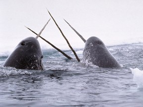 Less ice means more killer whales in the narwhal's habitat