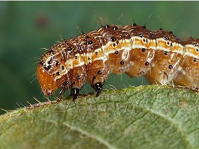 The fall armyworm is more invasive than the armyworms native to Africa.