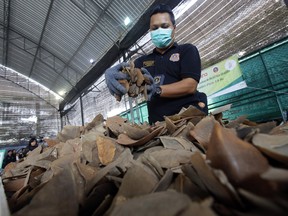 A Thai customs official puts African pangolin scales into a bag after a press conference at Customs Department headquarters in Bangkok, Thailand, Thursday, Feb. 2, 2017