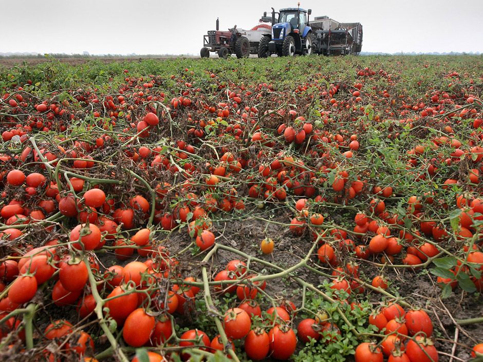 Millions of dollars worth of Ontario tomatoes rotted in fields