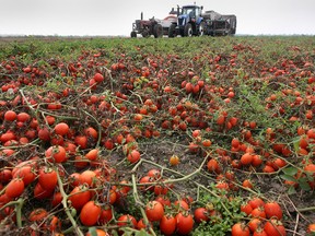 A file photo of a harvesting crew works on a crop of tomatoes near Leamington