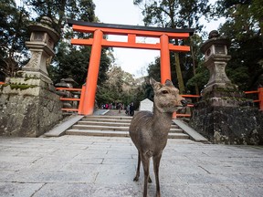 Deer are recognized as the messenger of gods, so they walk everywhere at the Kasuga-shrine in Nara, Japan.
