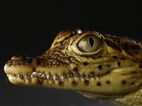 A Cuban crocodile, which would also be banned