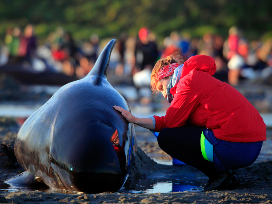 Porter still a Dolphin after release invalidated