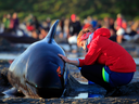 German visitor Lea Stubbe rubs water on a pilot whale that beached itself at the remote Farewell Spit on the tip of the South Island of New Zealand on Friday, Feb 10, 2017.