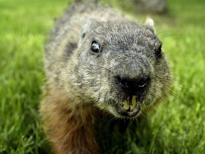 This is not a beaver, it's a groundhog. But this is about what it would look like if a beaver attacked you.