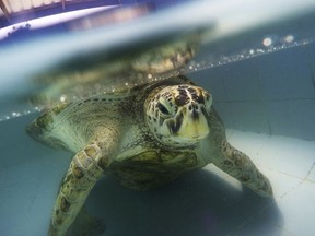 In this Friday, March 3, 2017 photo, the female green green turtle nicknamed Bank swims in a pool at Sea Turtle Conservation Center n Chonburi Province, Thailand