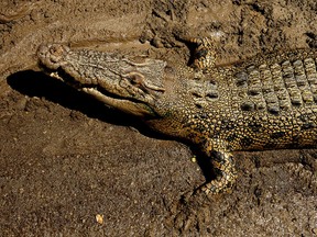 File photo of an estuarine crocodile, better known as the saltwater or saltie lying in the sun near Darwin, Australia