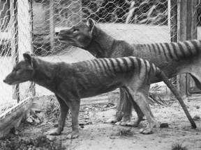 This undated handout photo received on May 20, 2008 from the University of Melbourne shows two Tasmanian Tigers before their extinction in the 1930s.