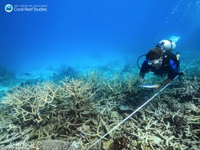 In this October 2016 photo, a scientist measures coral mortality following bleaching on the northern Great Barrier Reef