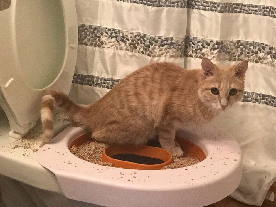 How to get a cat to 2025 use the toilet